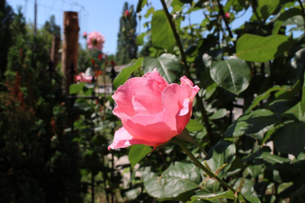 Flowers Apartments Nesebar Buitenkant foto