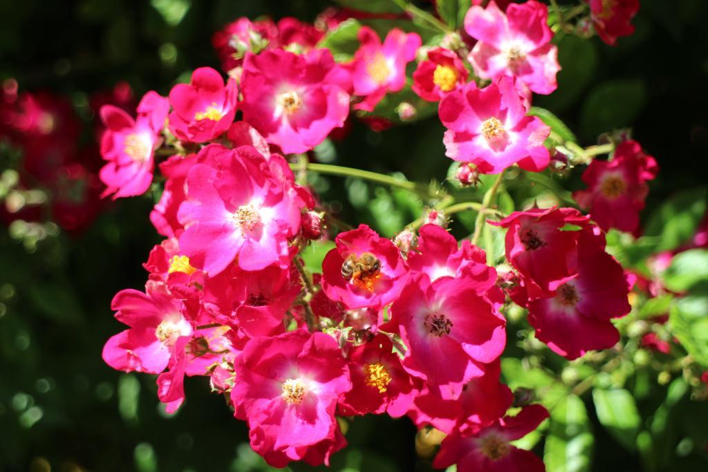 Flowers Apartments Nesebar Buitenkant foto