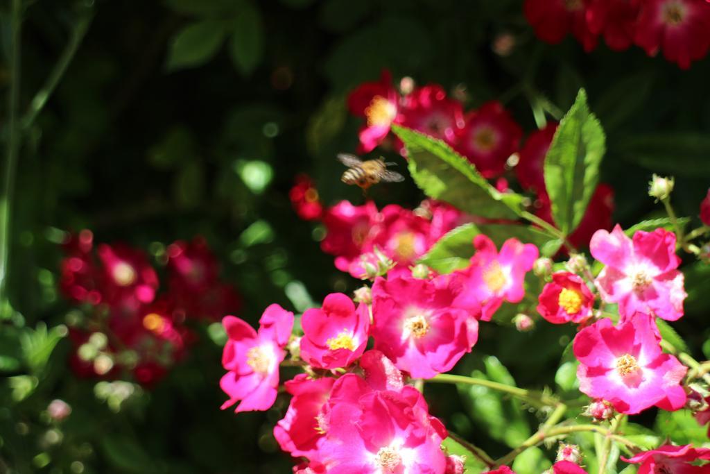 Flowers Apartments Nesebar Buitenkant foto